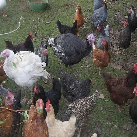 Bed & Breakfast Dawn House 4*